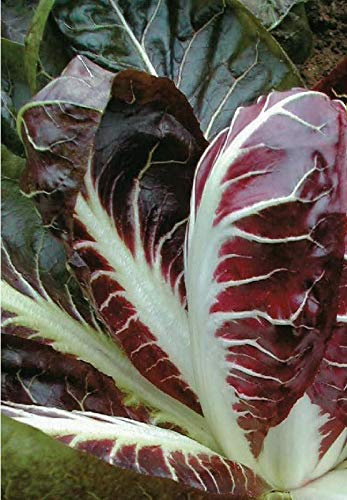 300 Seeds of Vegetables Radicchio Rossa Di Treviso Precoce