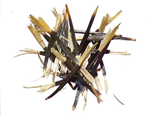 Oeillet d'Inde - 0,5 grammes - Tagetes Nematicides Patula (Engrais Vert) SEM05