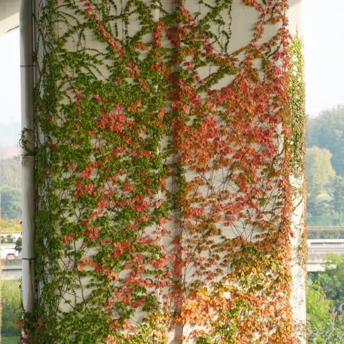 Parra virgen, enredadera de culantrillo - trepadoras de rápido crecimiento Parthenocissus Quinquefolia otoño, resistentes, con Decoraciones jardín 700semillas