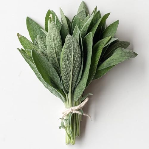 Sage-Broadleaf (100 Seeds)
