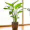 Strelitzia nicolai | 35-45cm getöpferte Baum-Strelitzie | Zimmerpflanze Geschenk