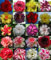 Fresh mix-color Wüstenrose Samen Bonsai Desert Rose Flower Plant Samen