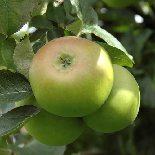 You Garden - Bramley Apple Patio Fruit Tree Bare-Root 1.35-1.45m Tall - Bare Root Apple Tress for Planting UK Gardnes - Grow Your Own Fruit