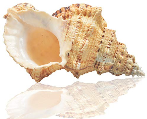 Jangostor Large Natural Sea Shells, Huge Ocean Conch 7-8 inches Jumbo Seashells Perfect for Wedding Decor Beach Theme Party, Home Decorations,DIY Crafts, Fish Tank and Shell Collectors (Color 5)