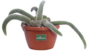 Pianta di Aporocactus Pianta di Coda di Topo pianta da interno pianta grassa pianta ornamentale pendente pianta vera pianta succulenta di Aporocactus venduta da eGarden.store