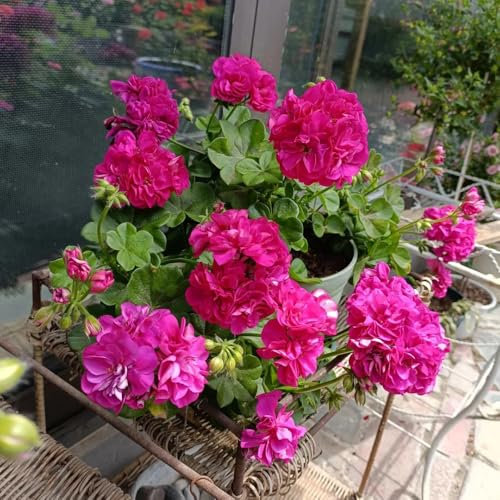 winterharte geranien samen hängend - geschenke für gartenfreunde, samen alte sorten pelargonium samen, gartenblumen, zimmerpflanzen samen kletterpflanzen winterhart, bio saatgut 220pcs