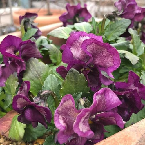 semi resistenti viola del pensiero - perenne, decorazione autunnale di viola del pensiero, campo, di aiuole rialzate 250pcs