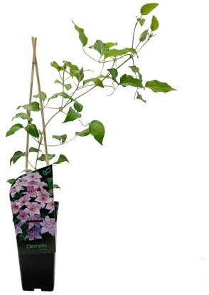 Clemátide Natural Planta Trepadora para el Exterior del Hogar