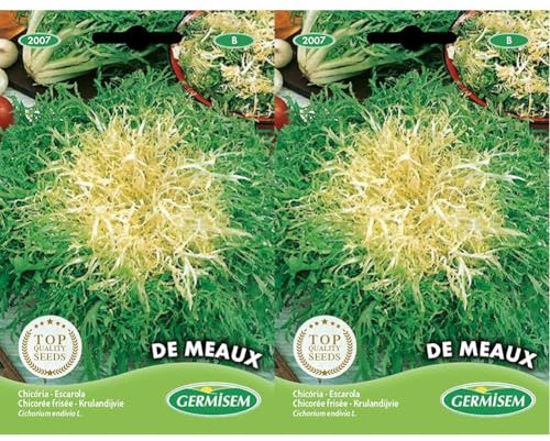 Germisem Endivie DE MEAUX, mehrfarbig, EC2007 (Packung mit 2)