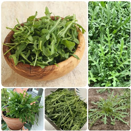 semi di rucola perenne resistente rampicanti resistenti di rucola di biologici di invernali 500pcs