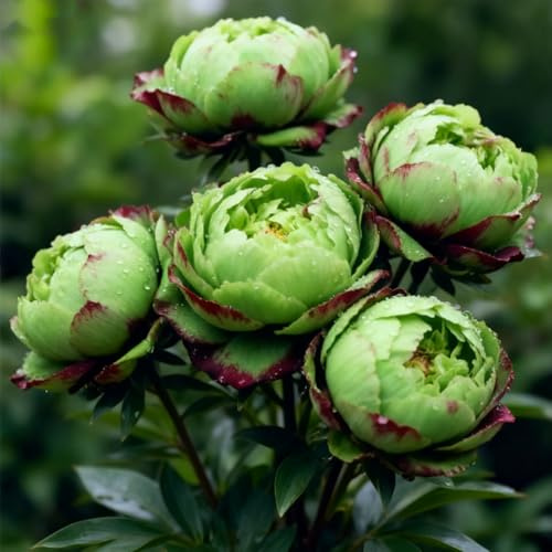 Bulbi di peonia perenni resistenti nel Regno Unito/bassa manutenzione/adatti agli impollinatori/crescono in letti, bordi e vasi da patio/eccellente lampadina Display-F-1
