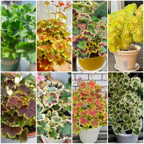 Semi di geranio, perenni Pelargonium hortorum, semi di geranio da balcone resistenti decorazione da giardino 50pcs