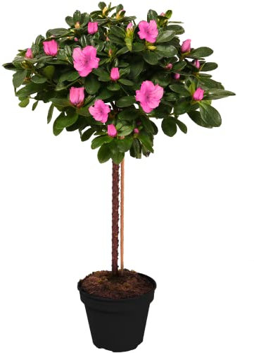 Arbre Azalée Japonica | Arbres pour Petits Jardins Bordure Patio Plante en Pot | 2-3ft