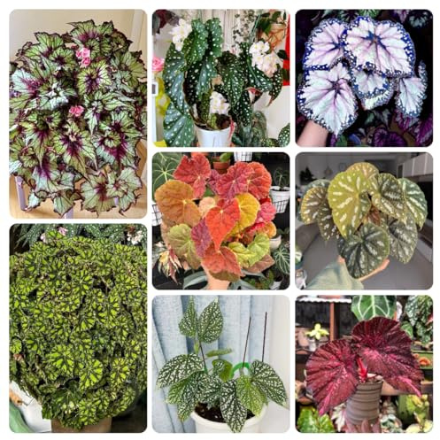 begoniensamen - garten, mehrjährig winterhart, balkon 350pcs