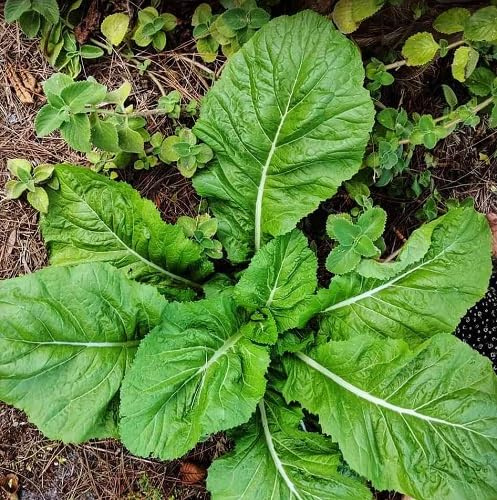 100 semi di senape verde