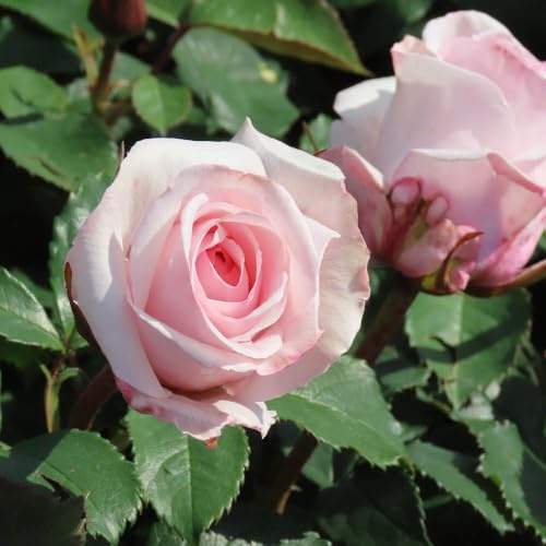 YouGarden Harkness Linda's Rose, 1 x 4 Litre Shell Pink, Fragrant Repeat Flowering, Floribunda, Ready To Plant