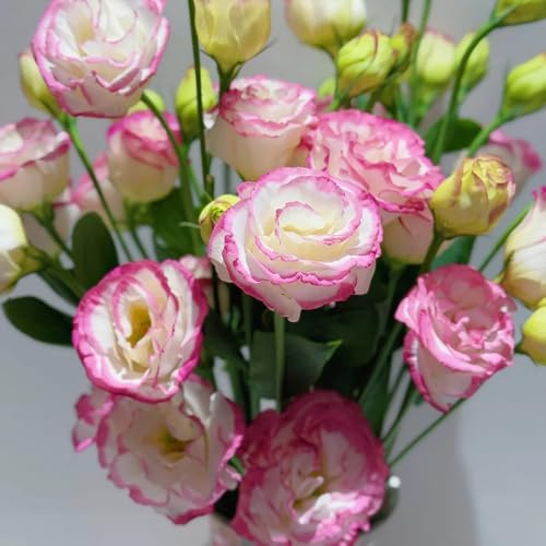 lisianthus - semillas de orgánicas Cobertura de Reverdecimiento tejados, jardín cortadas 300pcs