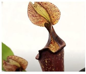 Stk Lot de 5 pots de fleurs Nepenthes rafflesiana Arc-en-ciel Spckle var. Squat - Graines B1827 - Seeds Plants Shop - Pfullingen Patrik Ipsa