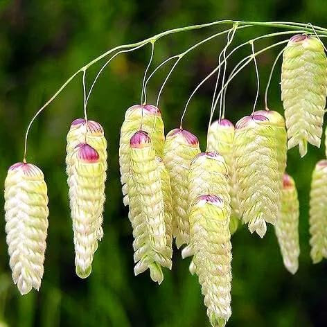 Greater Quaking Grass - 400 Seeds + freebie + Plant tag (Briza Maxima)