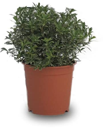 Verdecora Andrómeda | Pieris | Andromeda Japonesa | Planta arbusto natural de exterior (Maceta 10L)