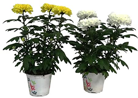 Chrysanthemum Turner Pack de 2 Unidades de Crisantemos Plantas Naturales