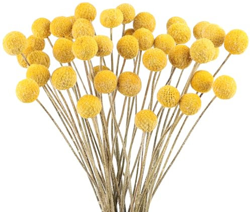 40PCS Billy Balls Flowers Dried Golden Ball Flower Bouquet Dried Craspedia Globosa Decor for DIY Crafts Wreath Home Decor Cake Decor Wedding Decor Party Centerpieces Decor (Golden)