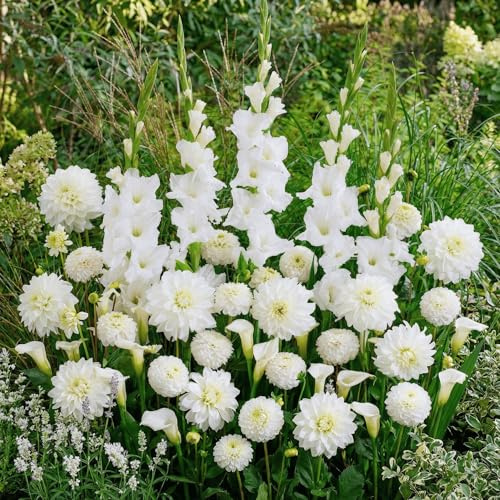 FLORIUM 25 Sommerblumen zwiebeln White Oasis Mix (25 blumenzwiebeln) Gladiolen, Dahlien, Calla | Exklusive Mischung aus Holland | Mehrjährig Pflanzen für Garten, Töpfe (große Knollen)