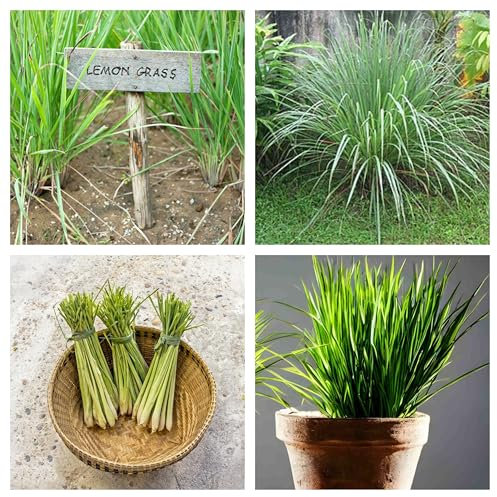 Semi Pianta Repellente Naturale Citronella, Cymbopogon Flexuosus, Contro Zanzare e Insetti