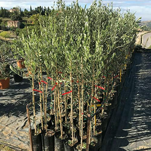 PIANTA di OLIVO NOCE DELL'ETNA ALBERO DI ULIVO OLIVE da MENSA OLIO ULIVI DA 1/2 ANNI h 110/130cm AMDGarden