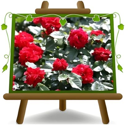 EURO PLANTS Rosa Rampicante Fiore Grande Rosso Rubino