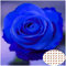 50 Stück Blaue Rosen Samen, Seltene Rosenpflanzen für Garten & Balkon, Kletterrosensamen, Blumensamen Balkon, Schnell Keimende Rosenpflanzen (Nicht-GMO) (Blau)