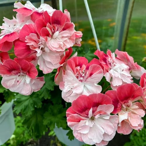 semillas de geranio colgante para lugares soleados pelargonio resistentes al aire libre raras, silvestres semillas, sombra 350pcs
