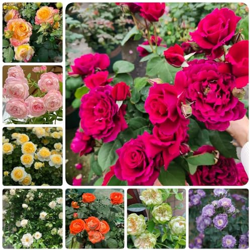 Semillas de rosal, decoración de jardín para exterior Semillas de rosa trepadora, Rosa chinensis, raras silvestres las trepadoras son 200pcs
