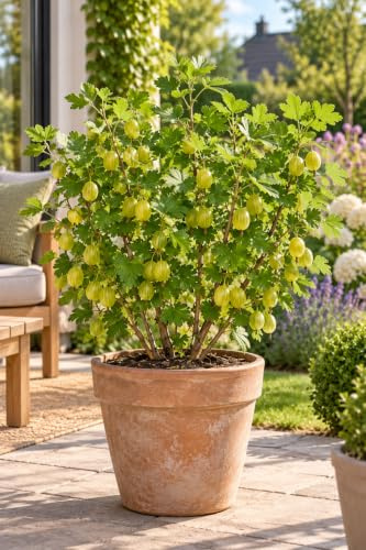 Grüne Stachelbeere Hinnonmäki Grün 30–35 cm – Ribes uva-crispa – Winterharter Beerenstrauch mit süß-säuerlichen Früchten für Garten, Balkon und Kübel
