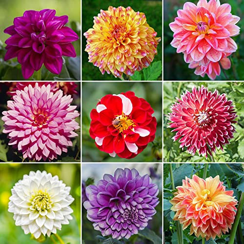 Dahlien Knollen Winterhart Mix Zwiebeln FrüHblüHer Dahlia Dahlie Blumenzwiebeln MehrjäHrig Zwiebel Balkonpflanzen Balkon Pflanze Hochbeet Balkongarten Winterharte Stauden Garten Geschenk 8Stück