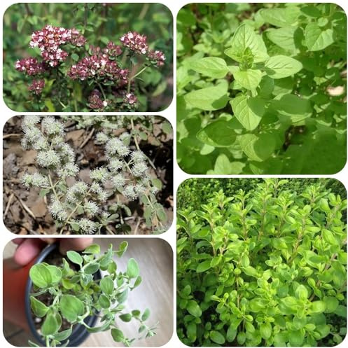 Semi di maggiorana - culinarie Origano majorana - prodotti sostenibili semi di culinarie varietà antiche balcone del giardino 500pcs