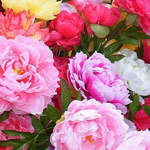 TOYHEART 100 Stück Premium Blumensamen, Pfingstrosensamen Suffruticosa Blütenpflanzen Mehrjährige Topfblumensämlinge Für Den Garten Rosa