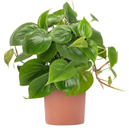 Philodendron scandens - Sweetheart Plant - Indoor Houseplant for Home or Office - Potted Trailing House Plants for Small and Large Spaces - Bright Green Foliage Leaves (40-50cm Incl. Pot)