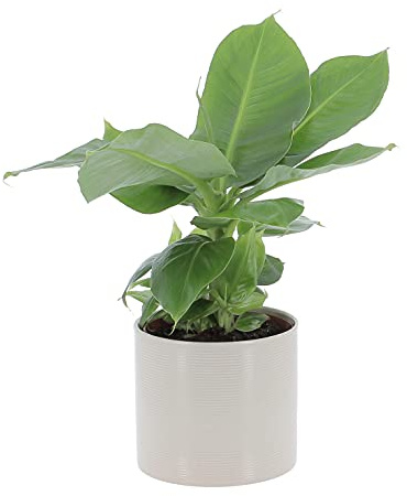 KENTIS - Musa Acuminata Dwarf Cavendish - Banano Pianta Vera - Altezza 30-40 cm e Vaso Ø 13 cm