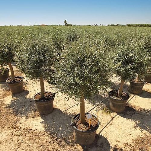 Olivenbaum 'Lechin', 160 cm, Winterhart bis -18°C, 25 Jahre alt, Premium A+ Qualität