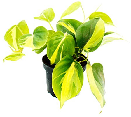 exotenherz Philodendron scandens Brasil - Ami des arbres grimpants - Bicolore - Pot de 12 cm