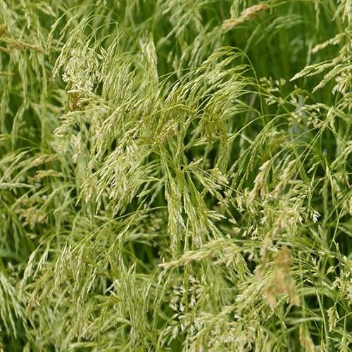 6x Smele - Deschampsia cespitosa 'Tardiflora' - Olla de 9x9 cm - Hierba ornamental de floración tardía