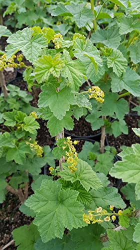 Ribes rubrum 'Gloire des sablons' / Groseillier à grappes 'Gloire des sablons' / Conteneur de 3 à 4 litres