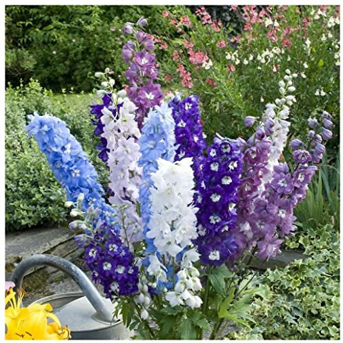 PREMIER SEEDS DIRECT - Perennial Delphinium - Crown Pacific Mix - 200 Seeds