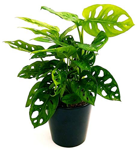 POWERS TO FLOWERS - MONSTERA OBLIQUA MONKEY, PHYLODENDRON, pianta vera