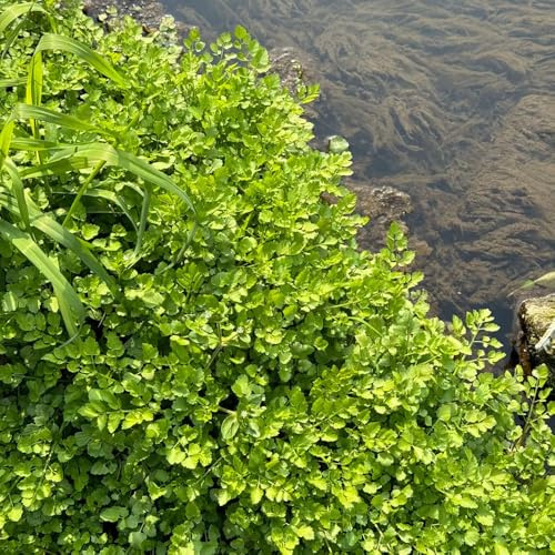 crescione biologico invernali, aromatiche semi di crescione semi di per balcone aromatiche invernali varietà tradizionali, selvatiche 500semi