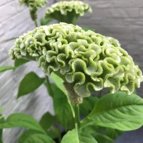 semillas celosia de primavera balcón parterre verano jardín interior decoración trepadora silvestres cortadas 200pcs