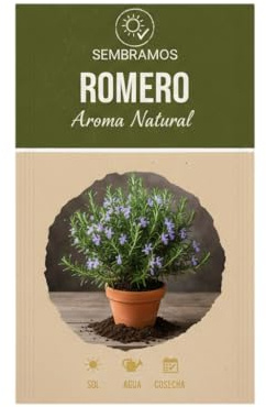 Planta de Romero Mediterráneo desde Semilla | Cultivo Aromático Fácil con Semillas DECOALIVE