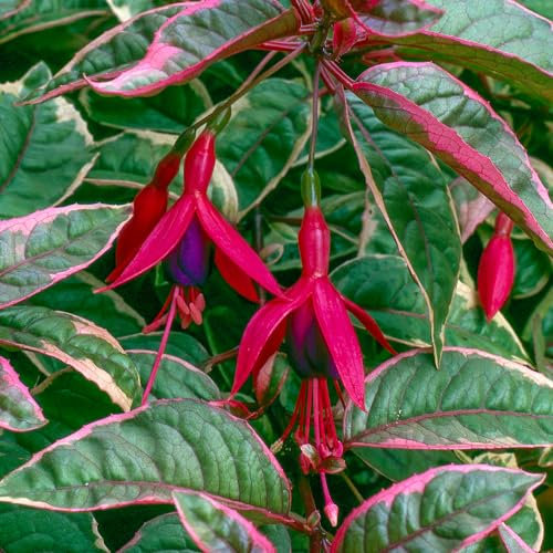 Fuchsia Tom West - Plants Outdoor Garden Ready - Flowering Garden Plant Ready to Plant - Red and Purple Fuchsia Plants Outdoor (3 Litre Pot, 20-40cm)