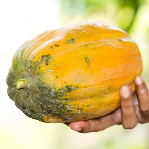 Semillas de plátano indio,Maceta bonsái,árbol para jardín,para lugares soleados maceta,regalos los amantes 50pcs